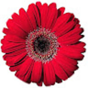 Meet your Posher, Edwina